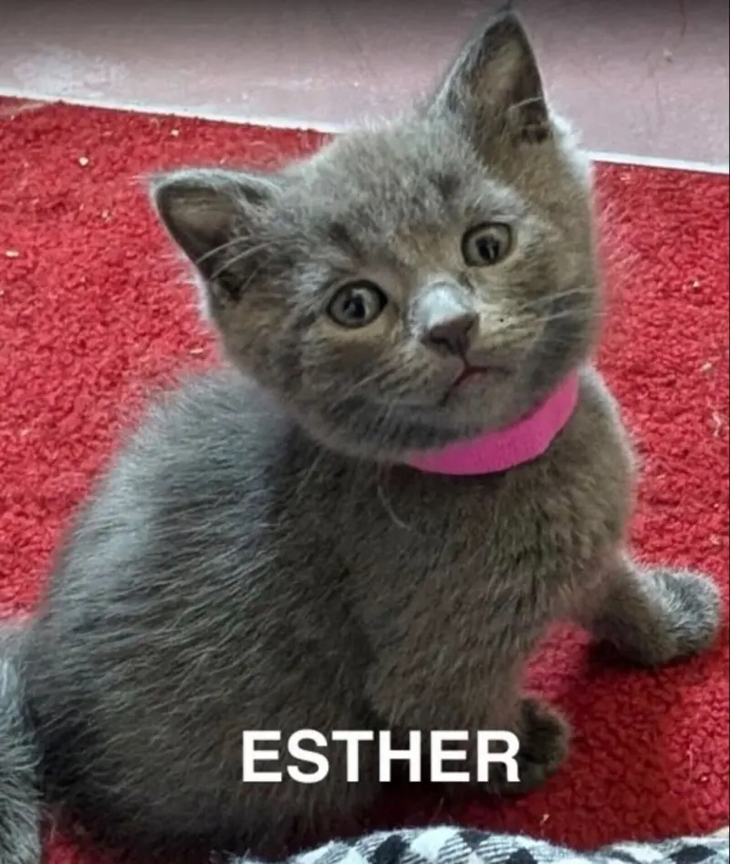 Esther, photo 7