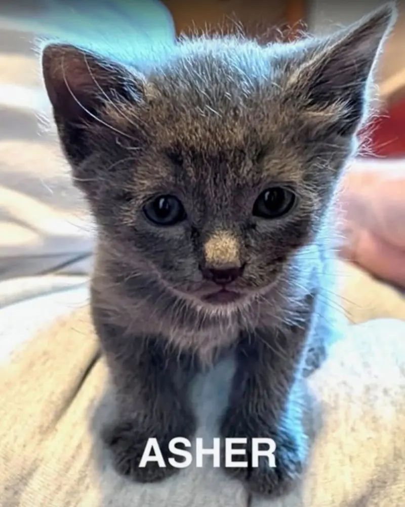 Asher 3, photo 6