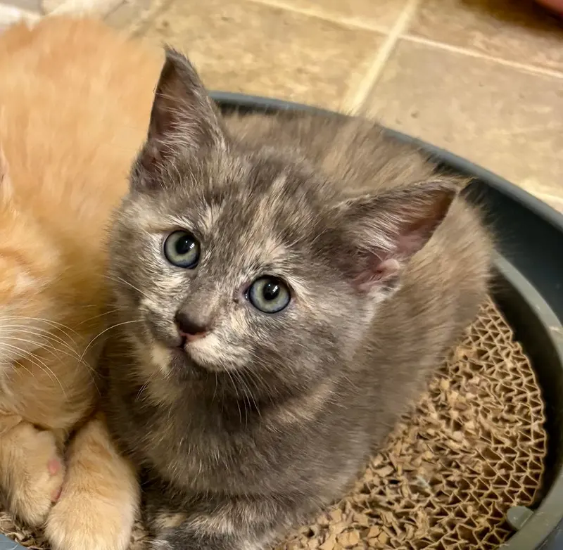 Tami, a female kitten up for adoption