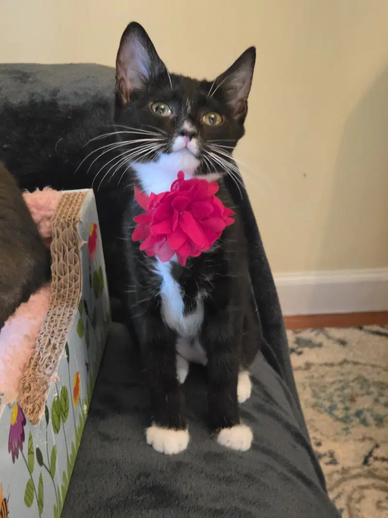 Nori, a female kitten up for adoption