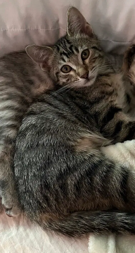 Boober, a female kitten up for adoption