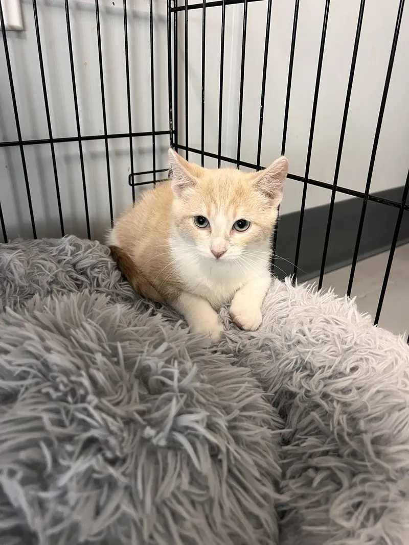 Sincere, a male Tabby kitten up for adoption