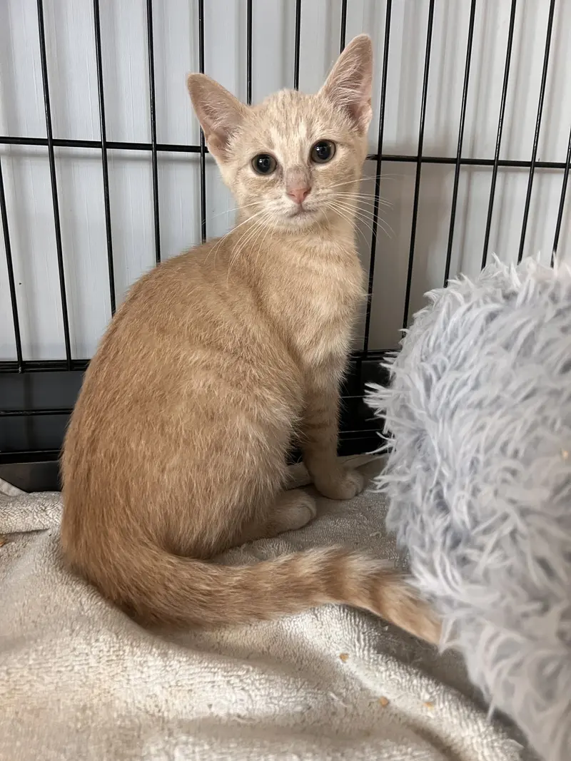 Kayda, a female Tabby kitten up for adoption