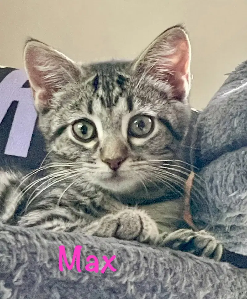 Max, photo 7