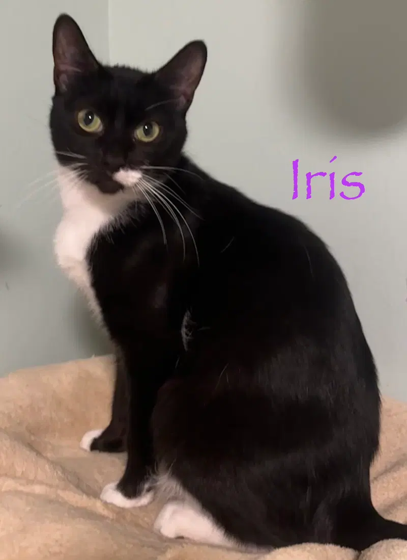 Iris, photo 3
