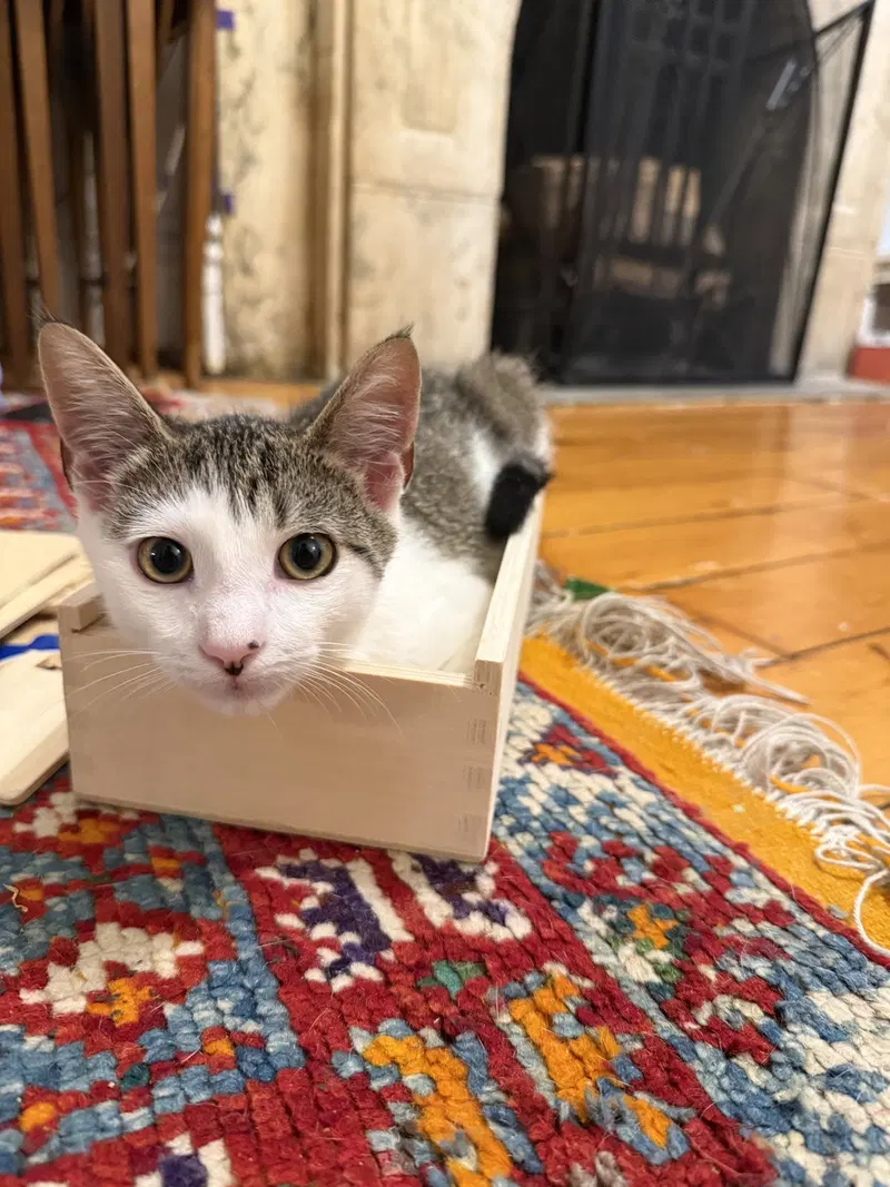 Pipo & Takki, young female cats up for adoption
