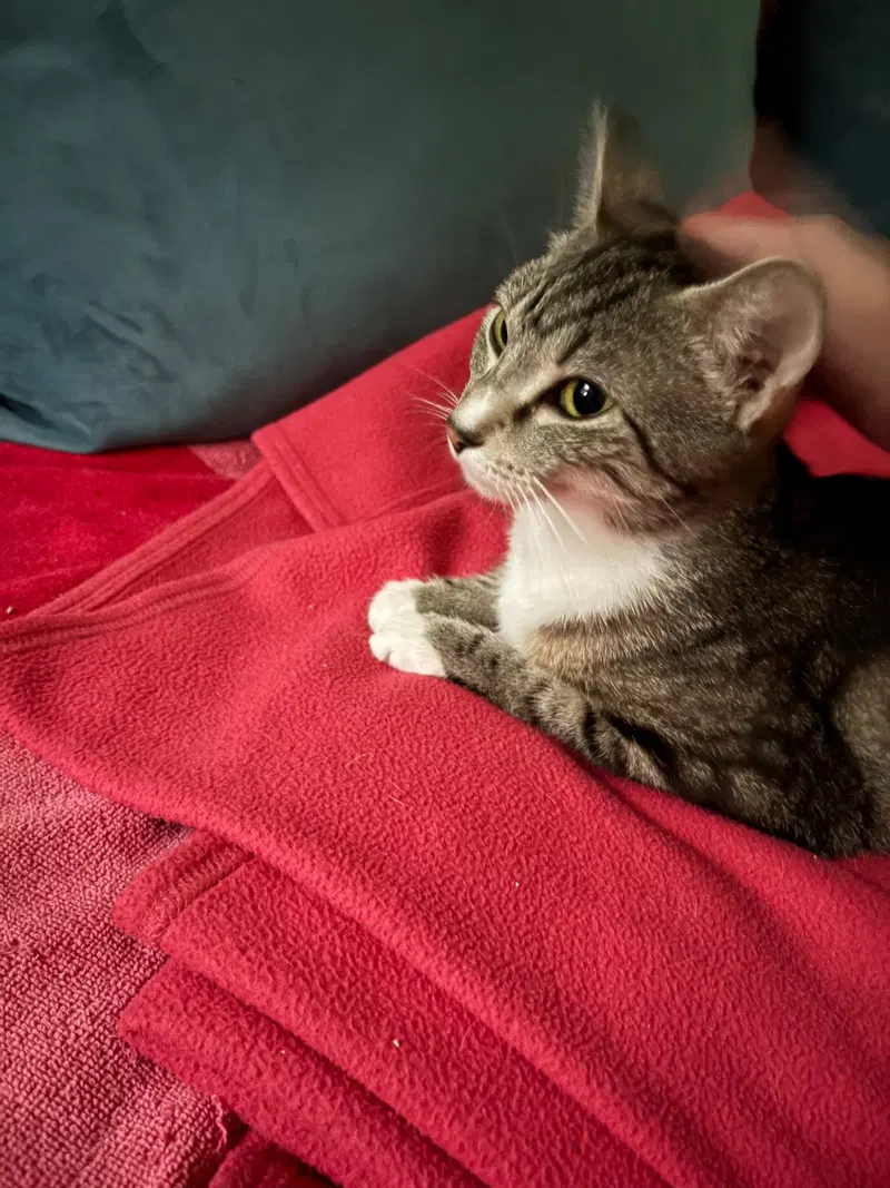 Mama Tracey, photo 3