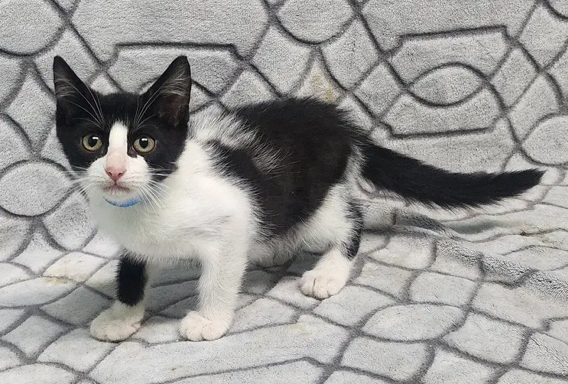 Barkley, a male kitten up for adoption
