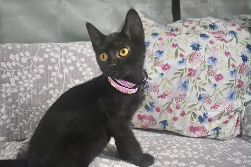 Meringue, a female kitten up for adoption