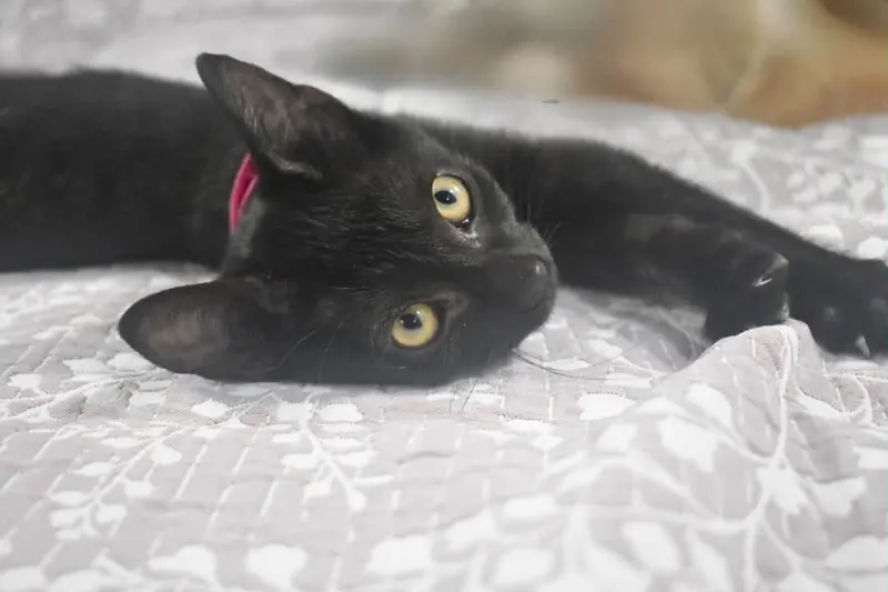 Tassie, a female kitten up for adoption