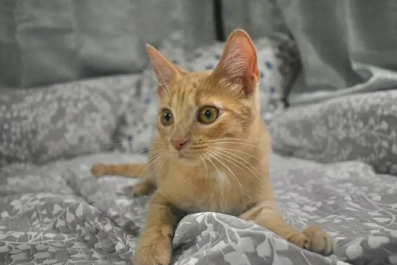 Cornflake, a male Tabby kitten up for adoption