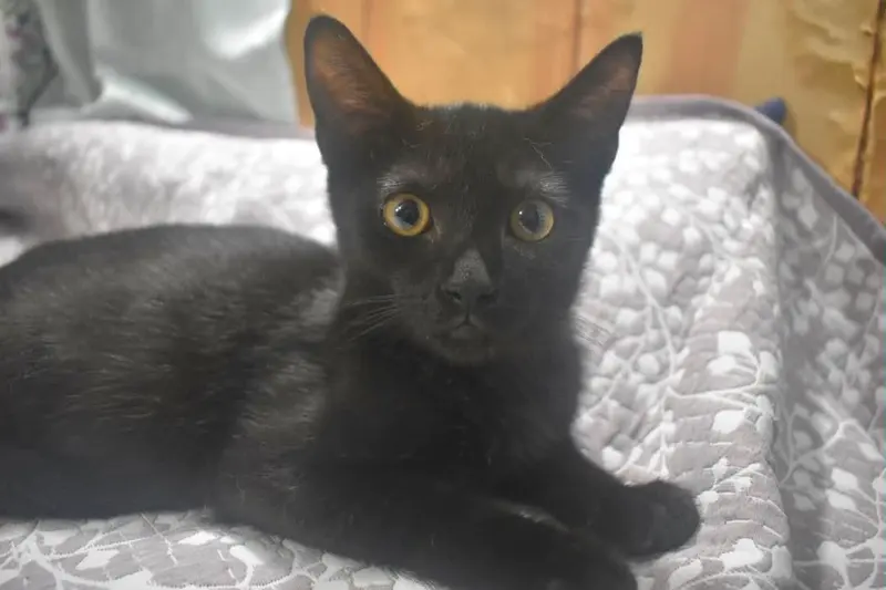 Crinkle, a female kitten up for adoption