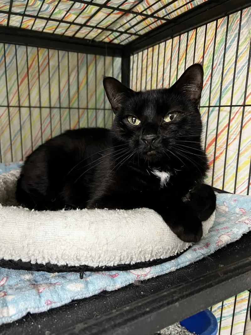 Jaqwar, an adult female cat up for adoption