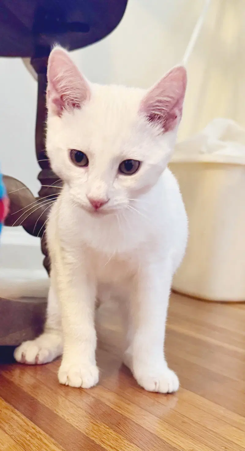 Snowball, photo 9