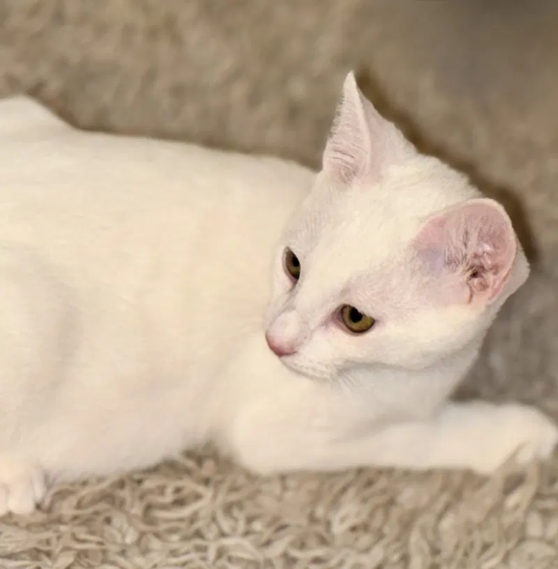 Snowball, photo 10