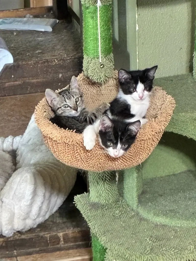Purrphume, photo 2