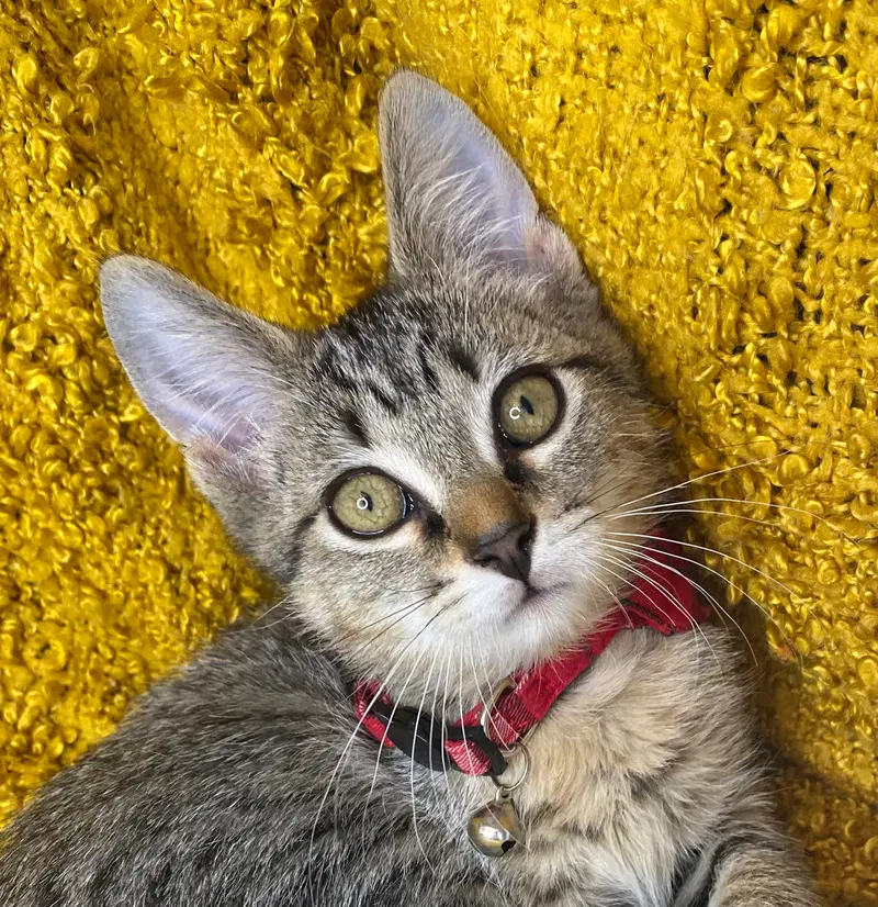 Stripes, photo 5