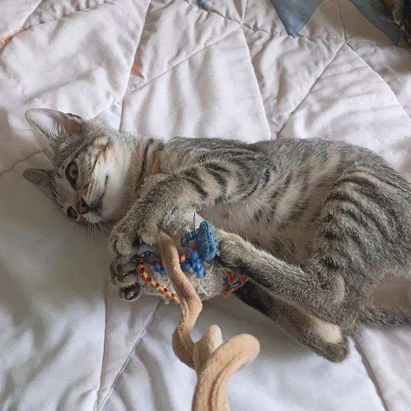 Oliver, photo 2