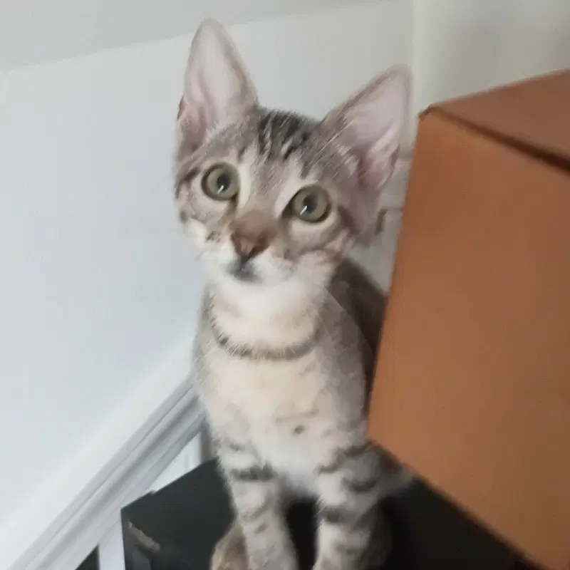 Oliver, photo 3