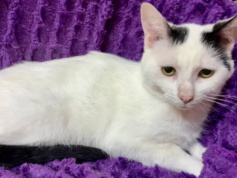 Zap, a young male cat up for adoption