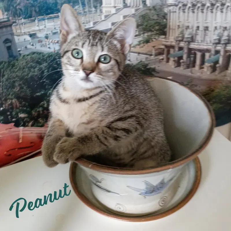 Peanut, a male Tabby kitten up for adoption