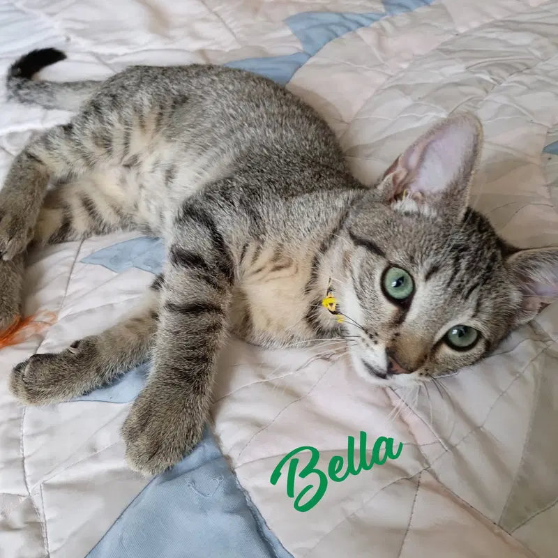 Bella, a female Tabby kitten up for adoption