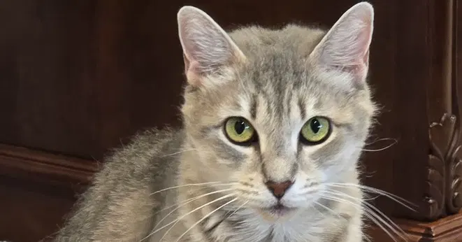 Starr, an adult female cat up for adoption