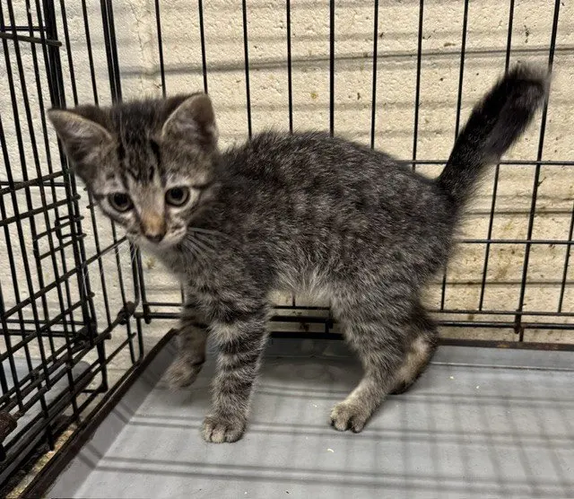 Lincoln, a male kitten up for adoption