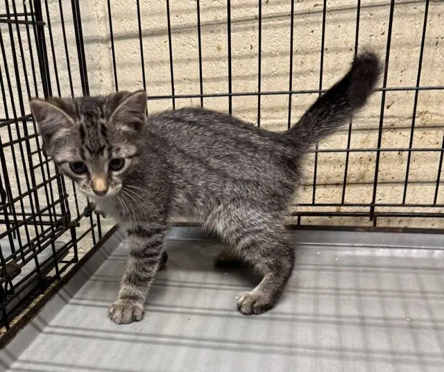 Elton, a male kitten up for adoption