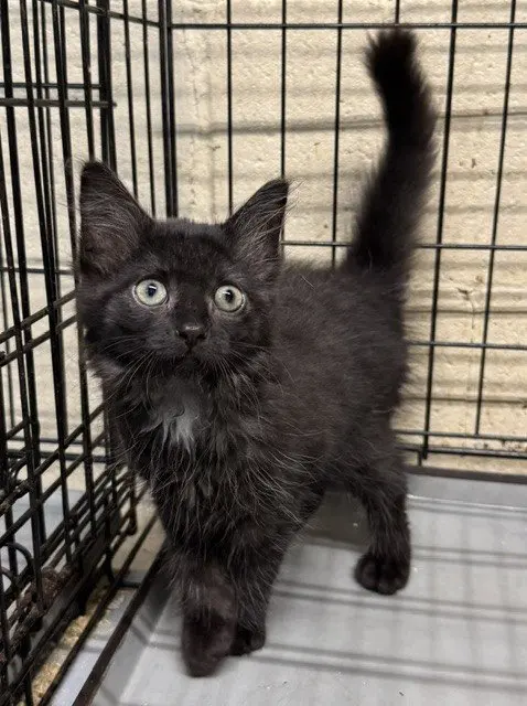 Ava, a female kitten up for adoption