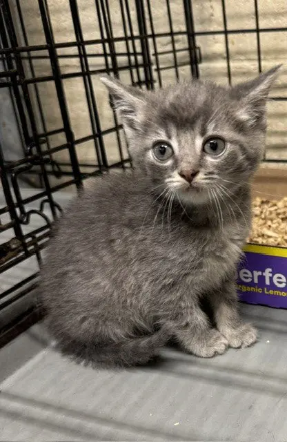 Biana, a female kitten up for adoption