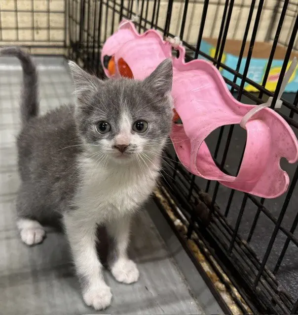 Linh, a female kitten up for adoption
