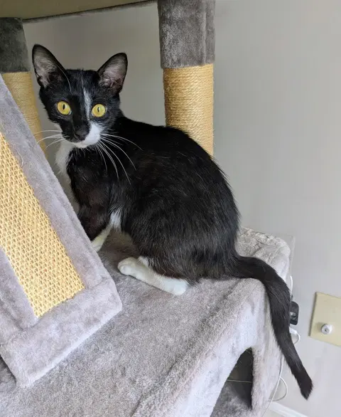 Watch the video of Onyx