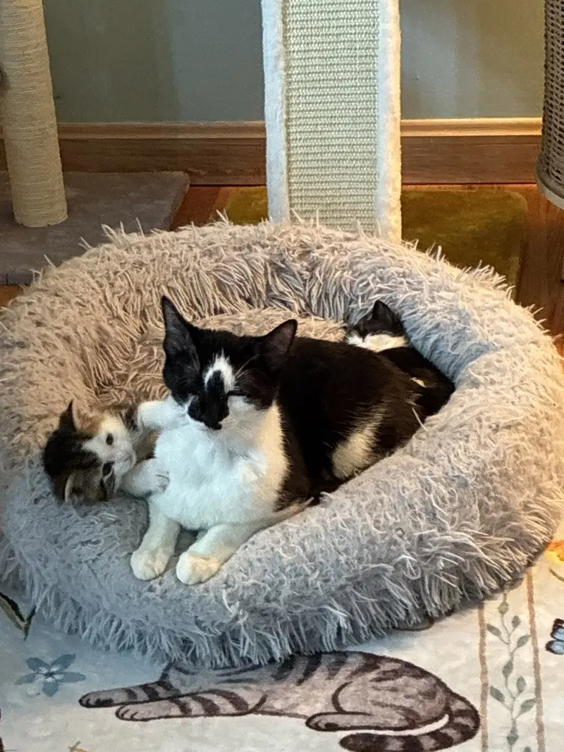 Maize, a young female cat up for adoption
