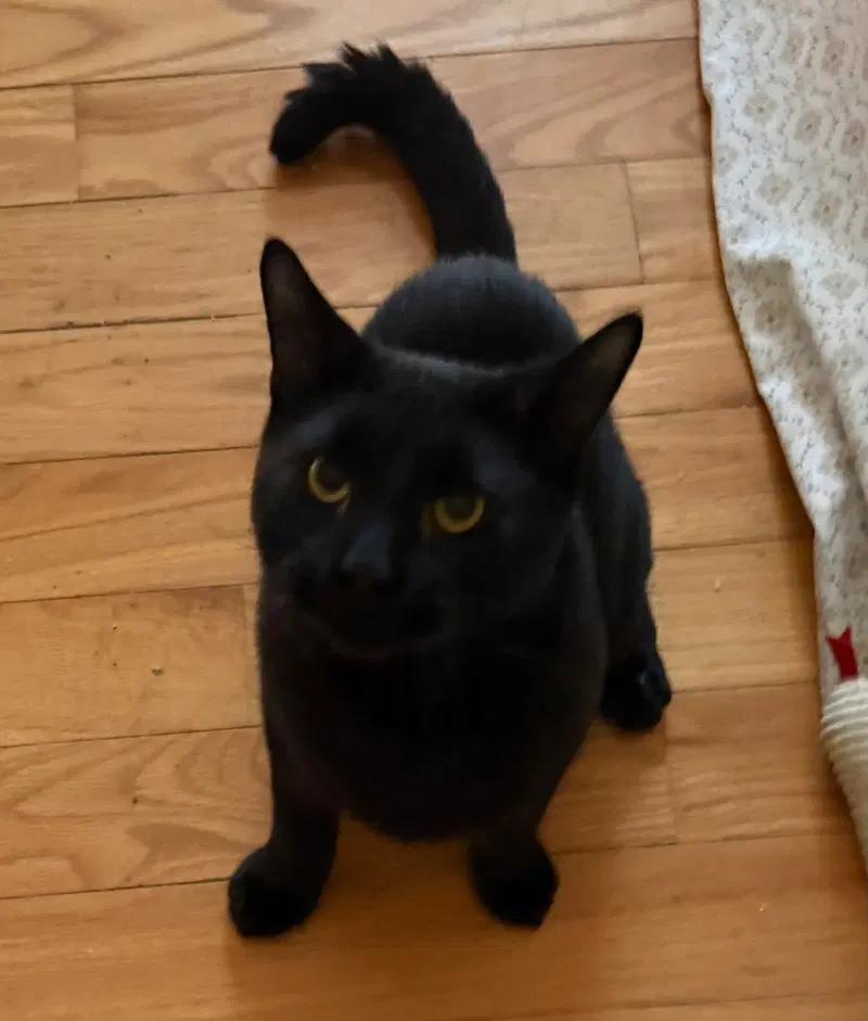 Rico, a male kitten up for adoption