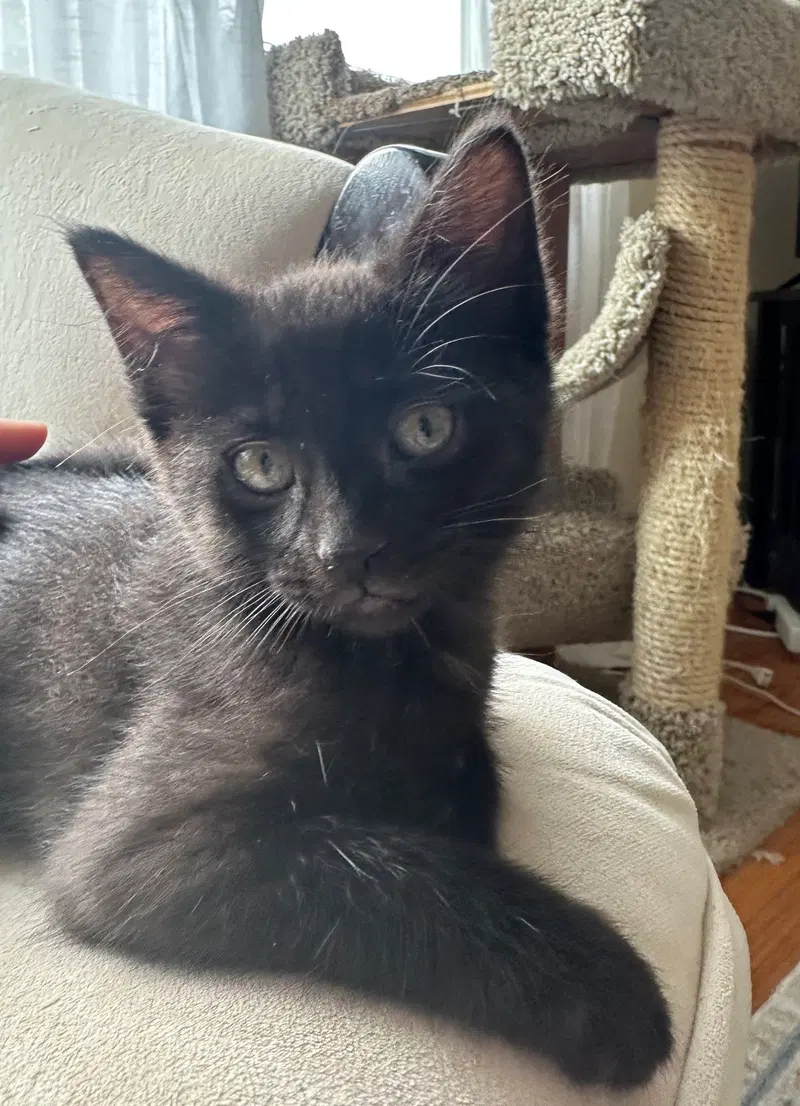 Seriphina, a female kitten up for adoption