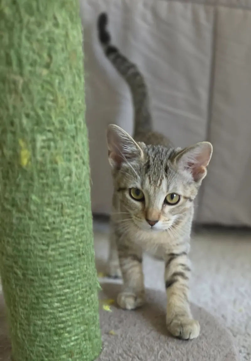 Tilly, photo 3