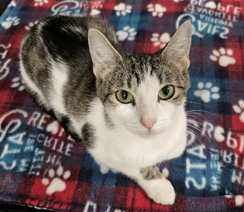 Hazel, a young female cat up for adoption