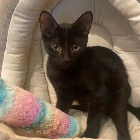 Watch the video of Kiwi