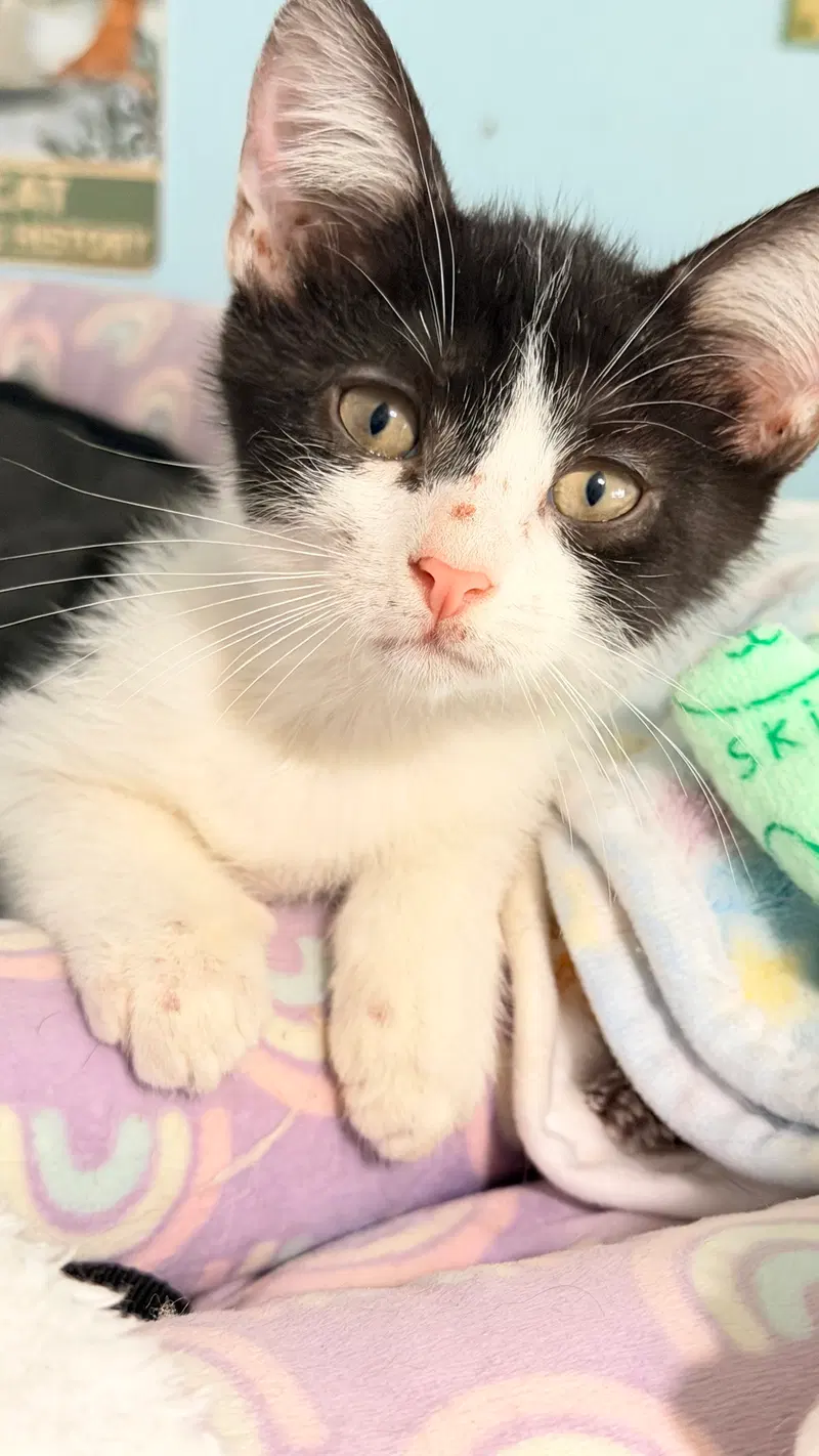 Pepe le Pew, a young male Tuxedo cat up for adoption