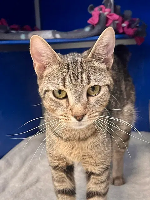 Mixie, an adult female cat up for adoption