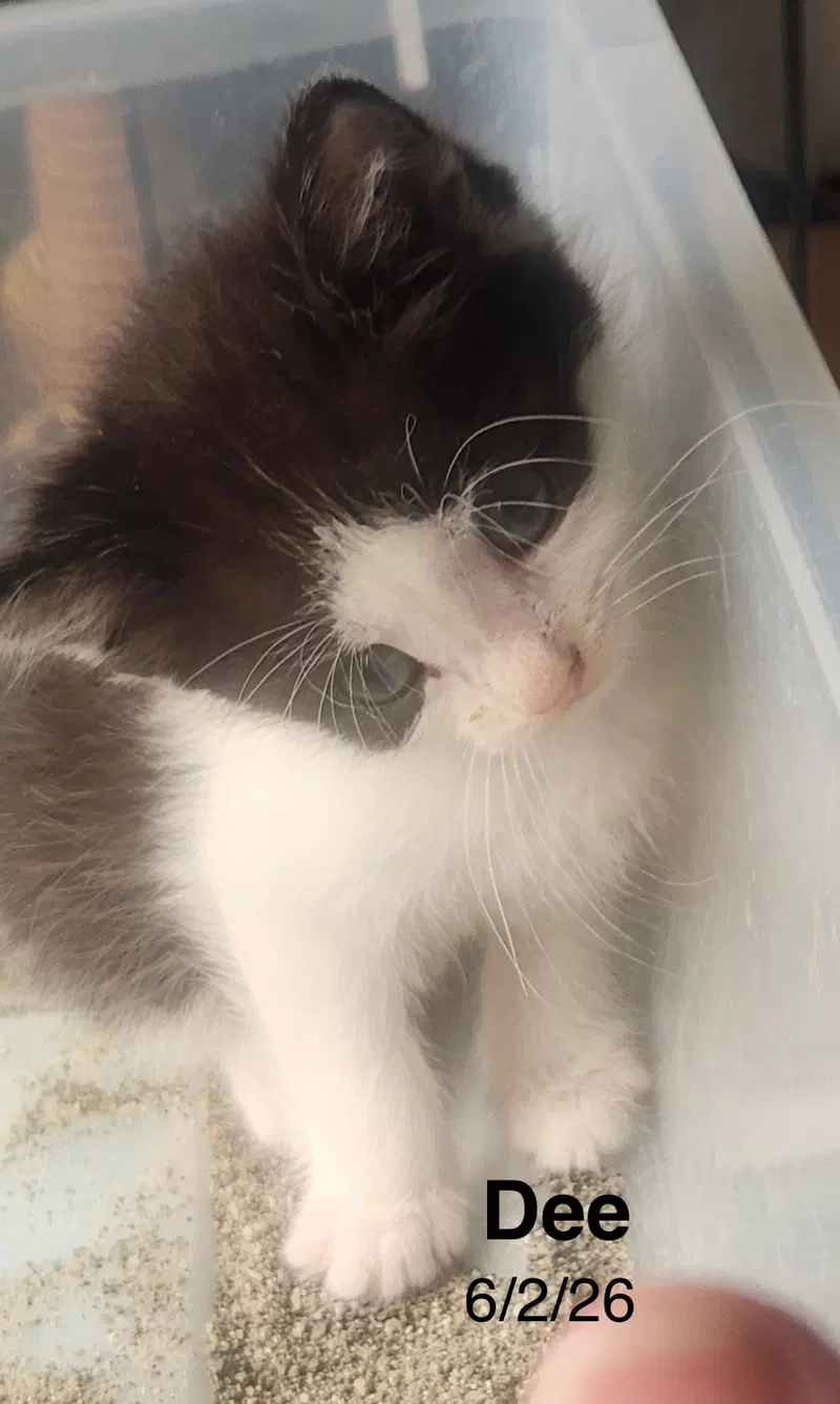 Dee, a female kitten up for adoption
