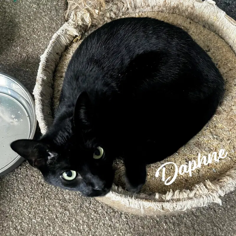 Daphne Blake, a young female Bombay cat up for adoption