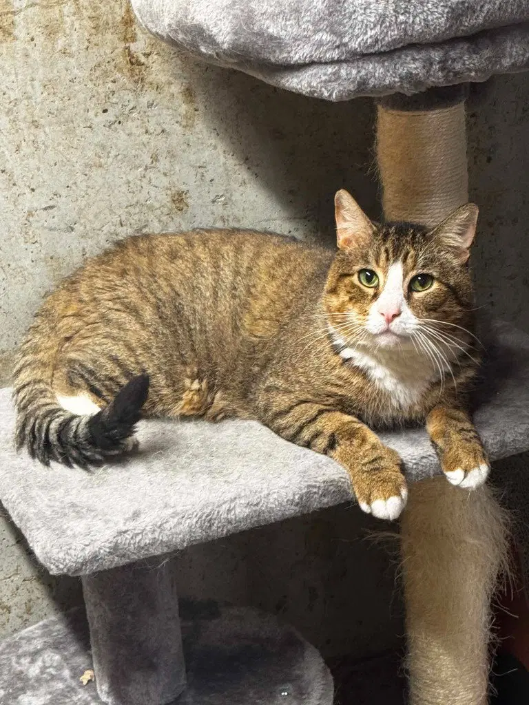 Banshee, an adult male American Shorthair cat up for adoption