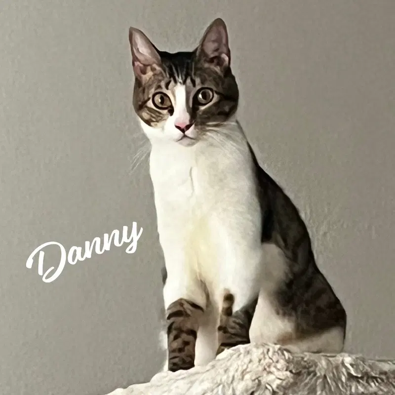 Danny, a young male Tabby cat up for adoption