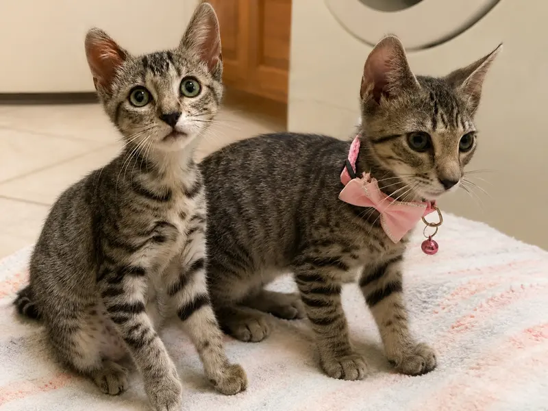Aurora & Zelda, photo 2