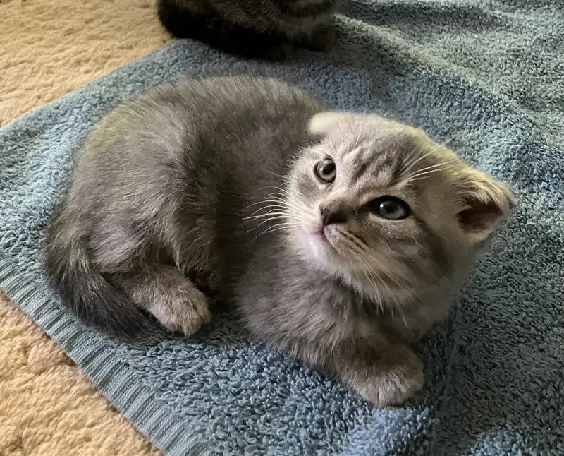 Maisie, a female Tabby kitten up for adoption