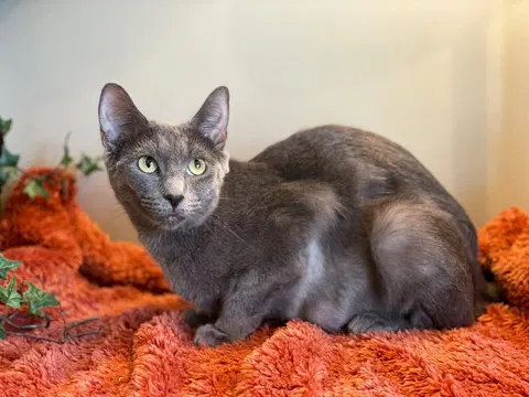 Watch the video of Athena