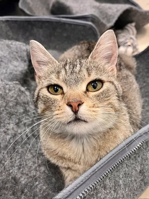 Bobbi, an adult female cat up for adoption