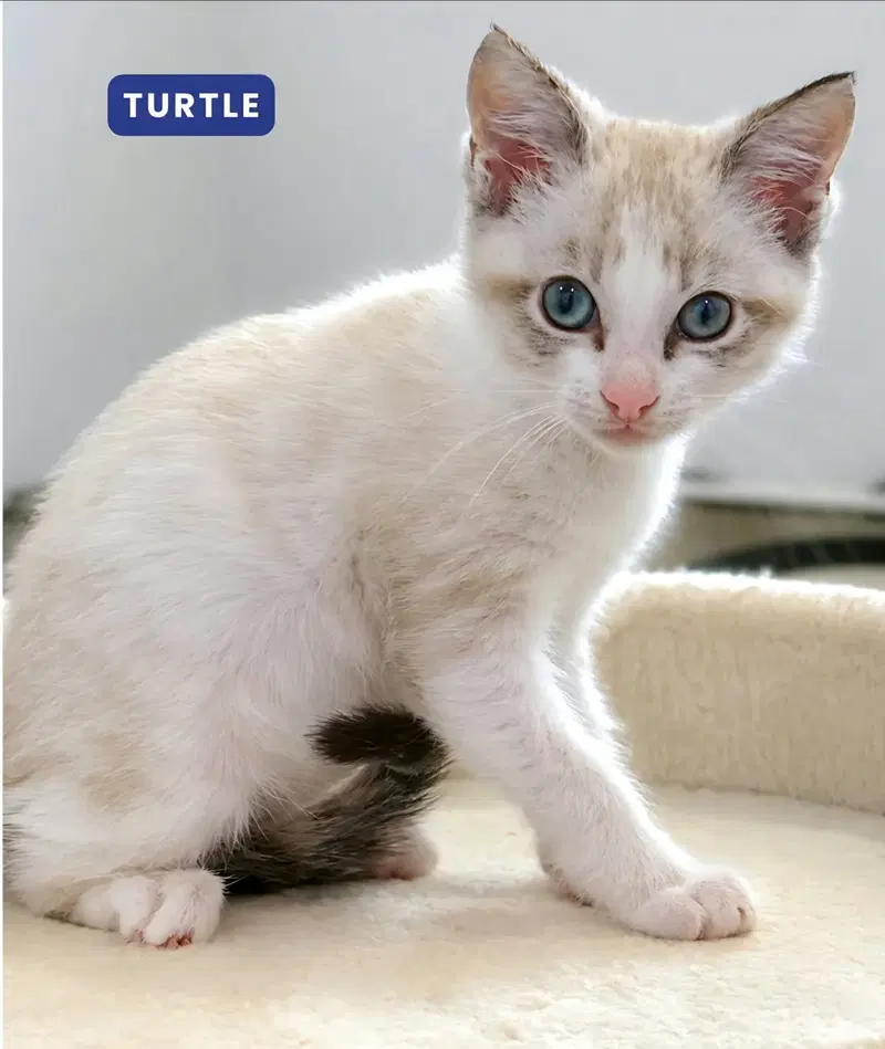 Turtle, photo 4